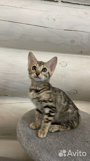 Бенгальские котята