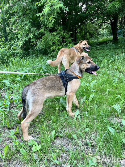 Собака в добрые руки