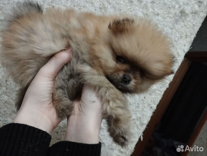 Померанский шпиц мини