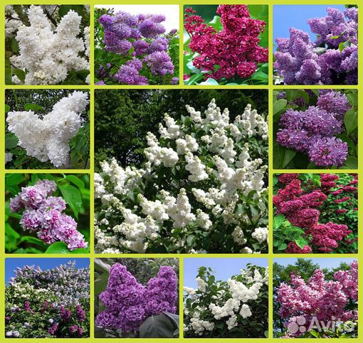 Сирень Красная Москва и другие красивые сорта