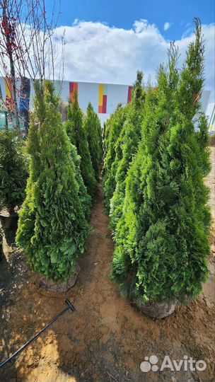 Туя смарагд 140-160см