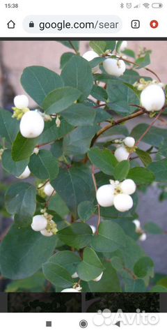 Растения для дачи и дома