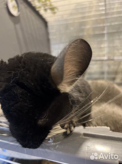 Шиншилла черный бархат самка