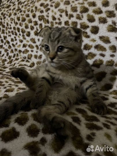 Кошки в добрые руки бесплатно