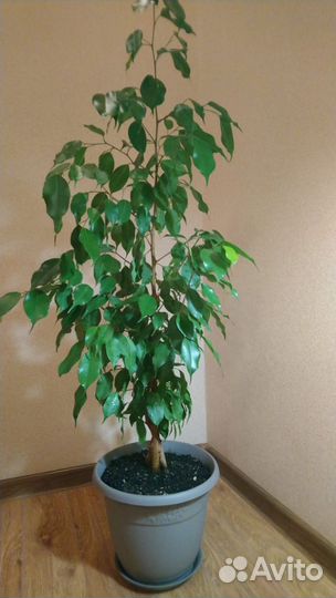 Фикус Бенджамина