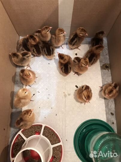 Инкубационное яйцо Кучинской Юбилейной