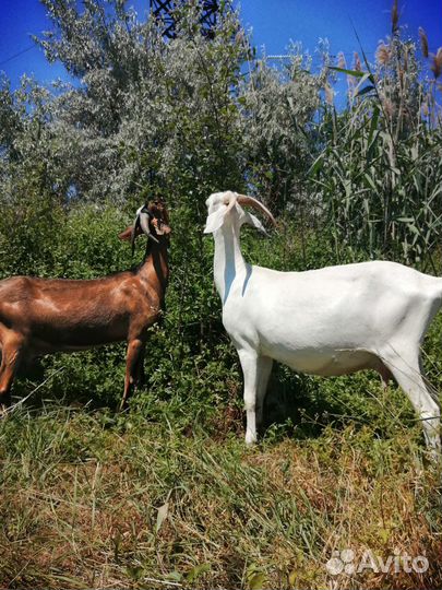 Козье молоко