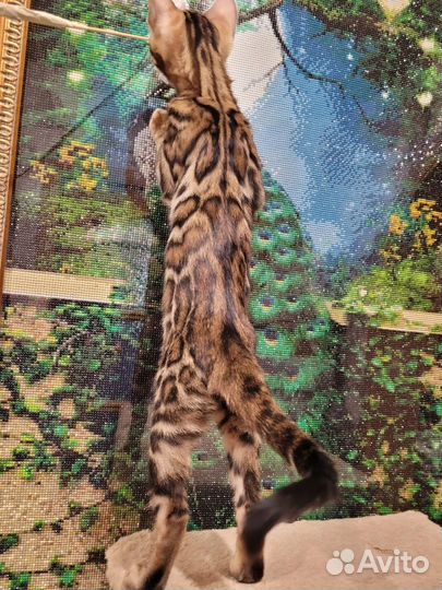 Котята шоу класса