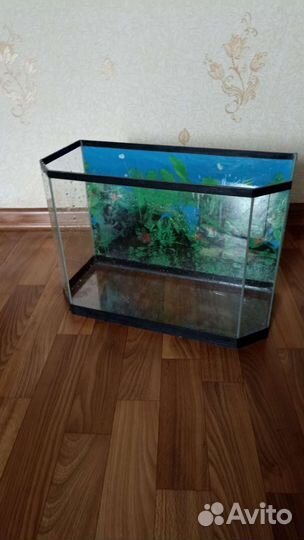 Аквариумные рыбки