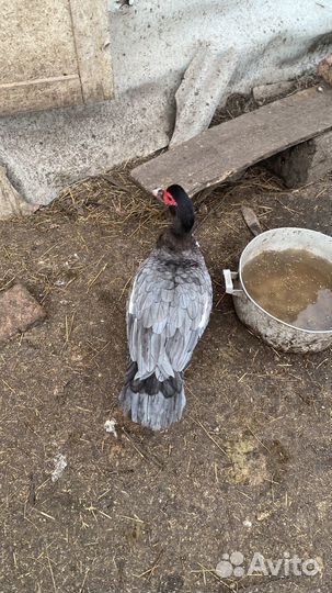 Самочки индоутки