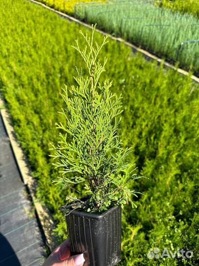 Туя Смарагд 25 - 35 см