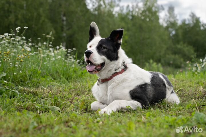 Малыш ищет дом