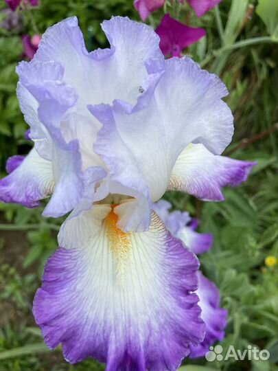 Сортовые Бородатые Ирисы