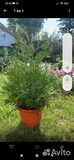 Туя саженцы