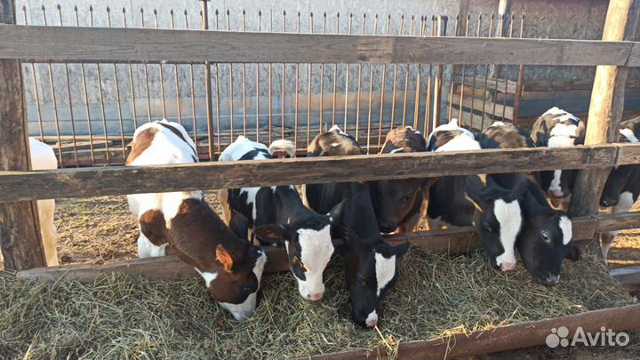 Продаю, бычков