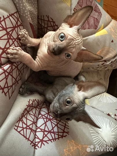 Милашки Сфинкс