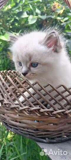 Кошки шотландцы