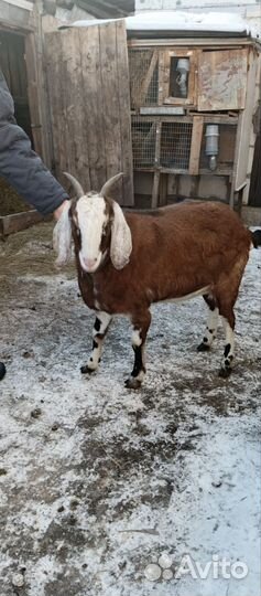 Нубийские козы