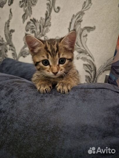 Котенок в добрые руки
