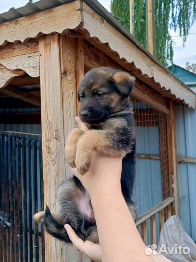 Щенки немецкой овчарки бесплатно