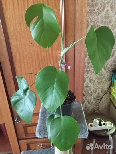 Диффенбахия Монстера