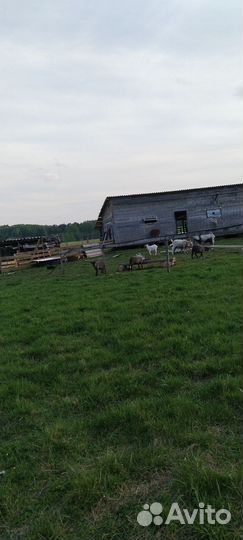 Овцы бараны