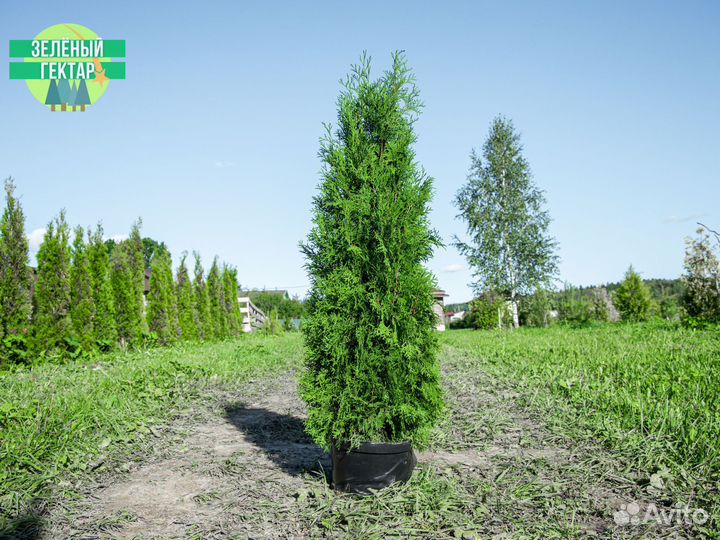 Туя колумна 140 см свежая копка 2023
