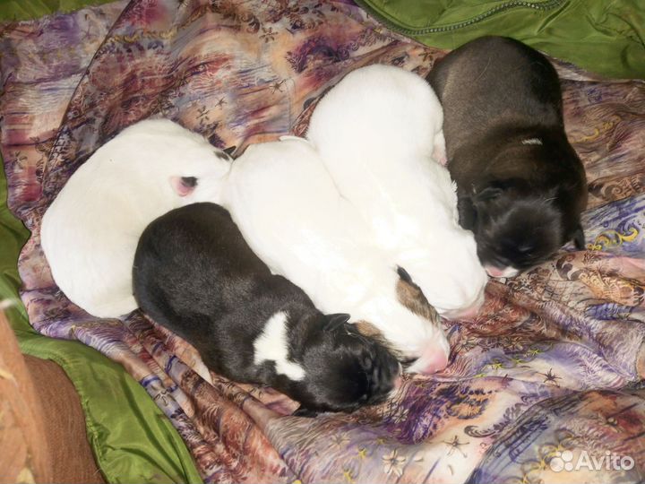 Щенки алабая продажа