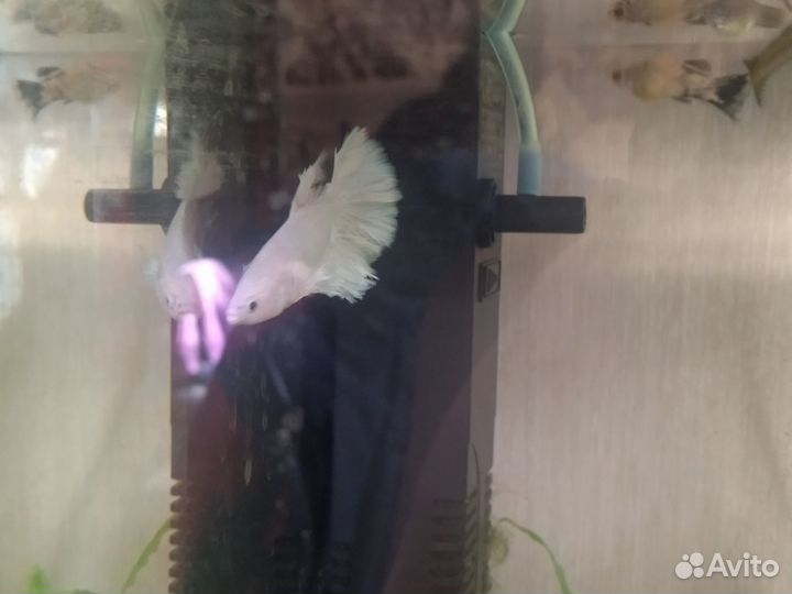 Разная рыба возможна доставка в Липецк или Грязи