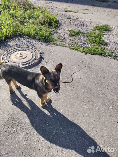 Маленький песик