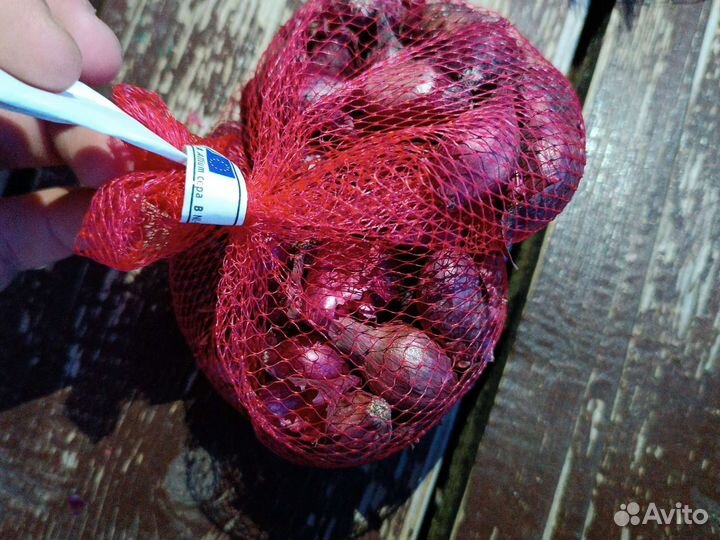 Лук семеной для посадки