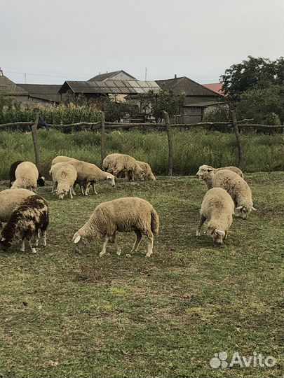 Овцы бараны ягнята