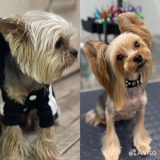 Беби фейс мини