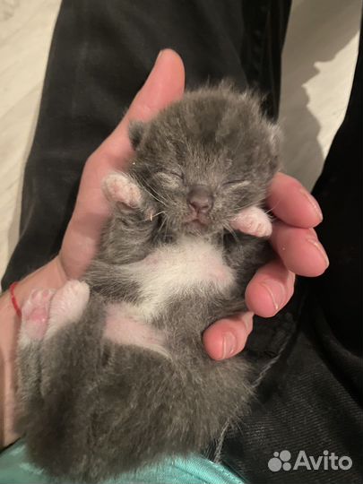 Котята бесплатно вислоухие