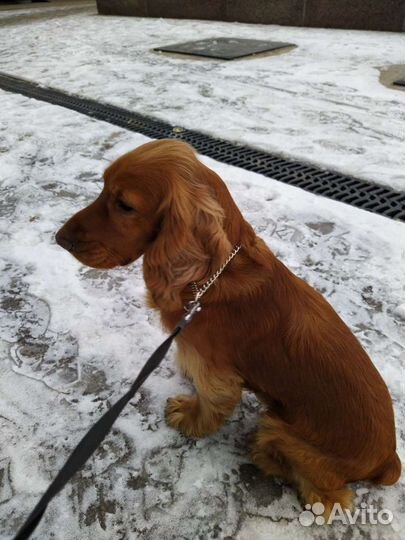 Передержка небольших собак