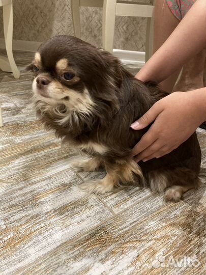 Собака чихуа хуа