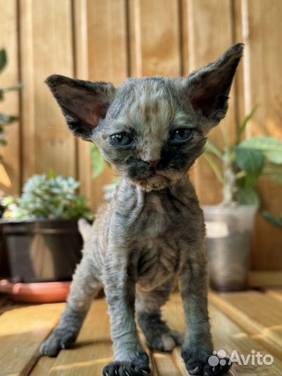 Котята девон-рекс
