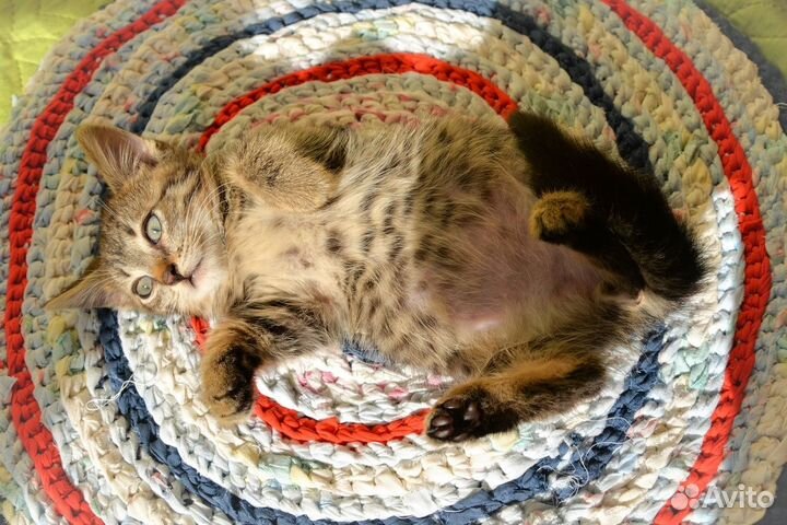 Нежный ласковый котенок мальчик 2 месяца