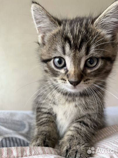Котята