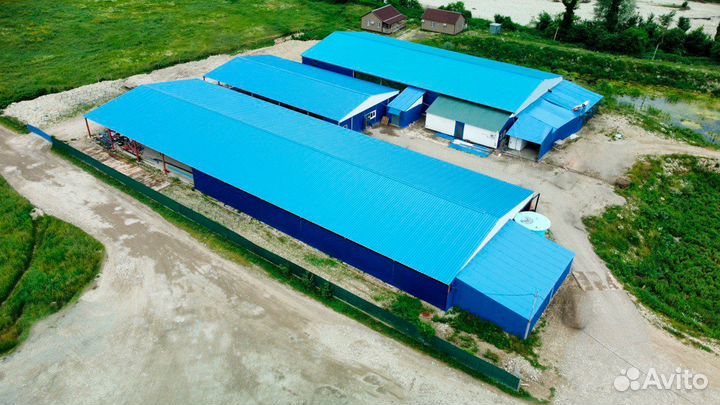 Вкусная и сочная форель