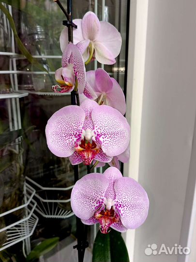 Орхидея аналог Leopard Prince Sogo Diamond.Отцвёл