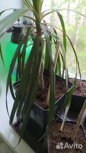 Пальма драцена