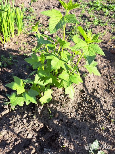 Саженцы черной смородины, вишни, ирги