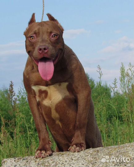 Питбуль щенок