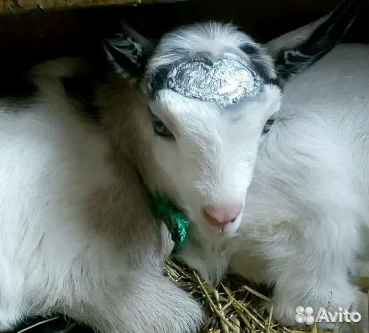 Вязка.Обезроживание козлят