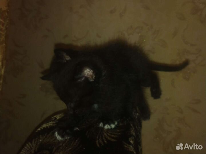 Котята в добрые руки мальчик/девочка