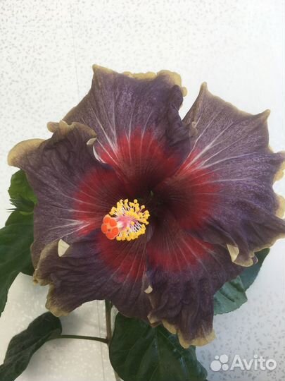 Сортовые гибискусы