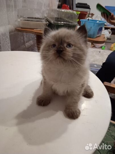 Котенок в добрые руки