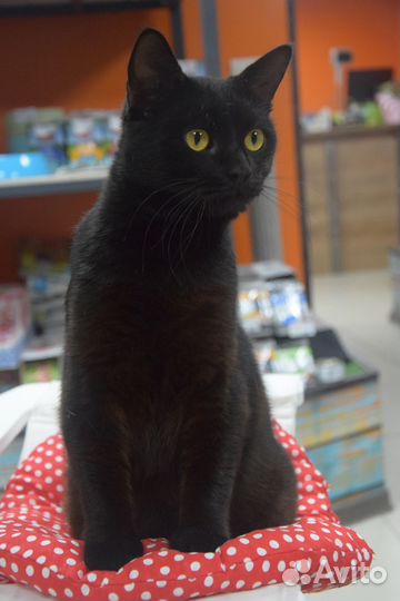 Красавец кот Клим в добрые руки