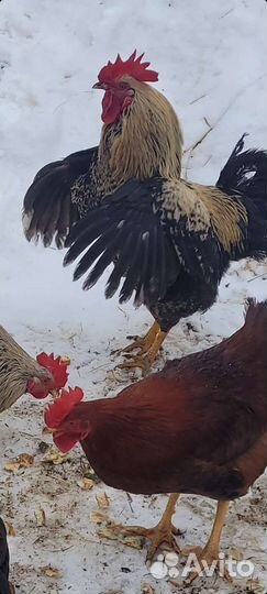 Продаю Гусаков и петухов